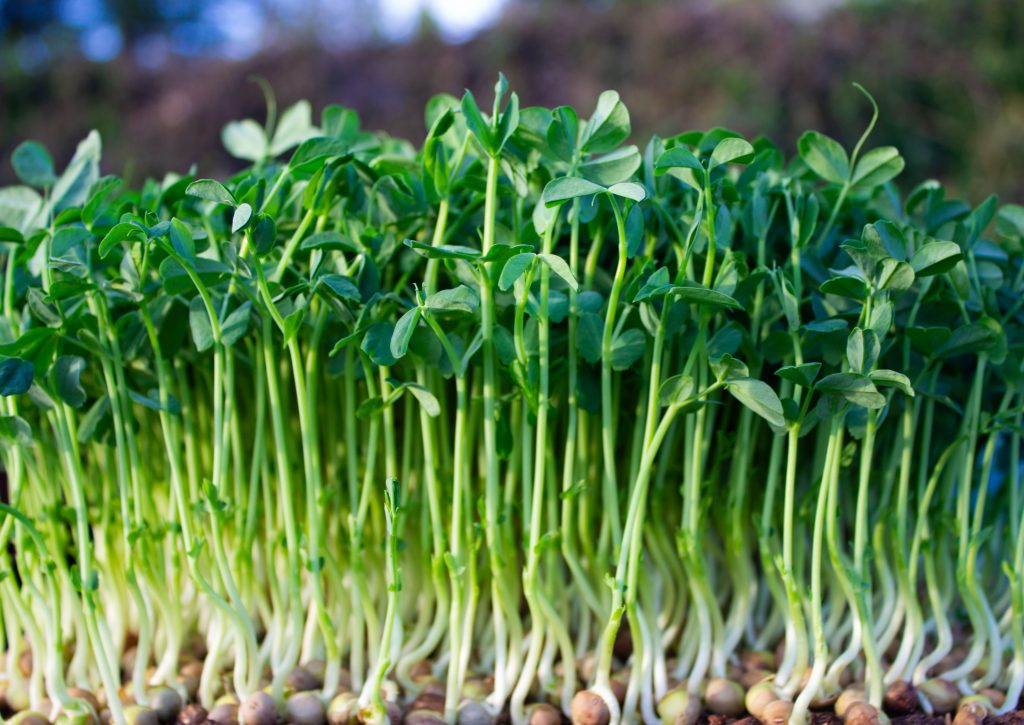 side view of pea shoots growing in a tray