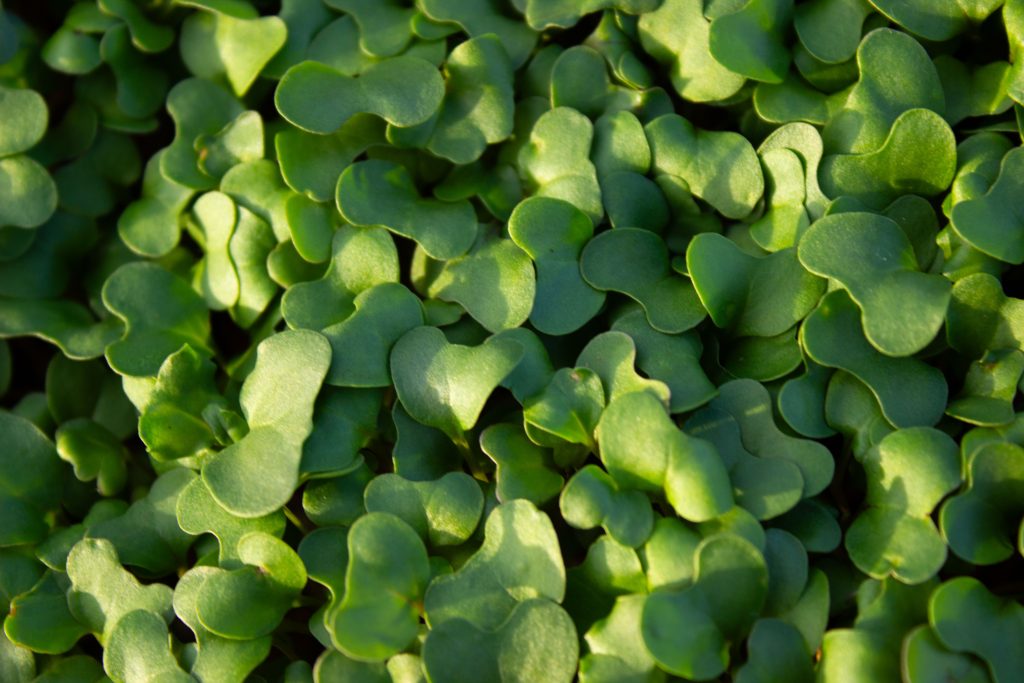 Fresh green broccoli microgreens from above