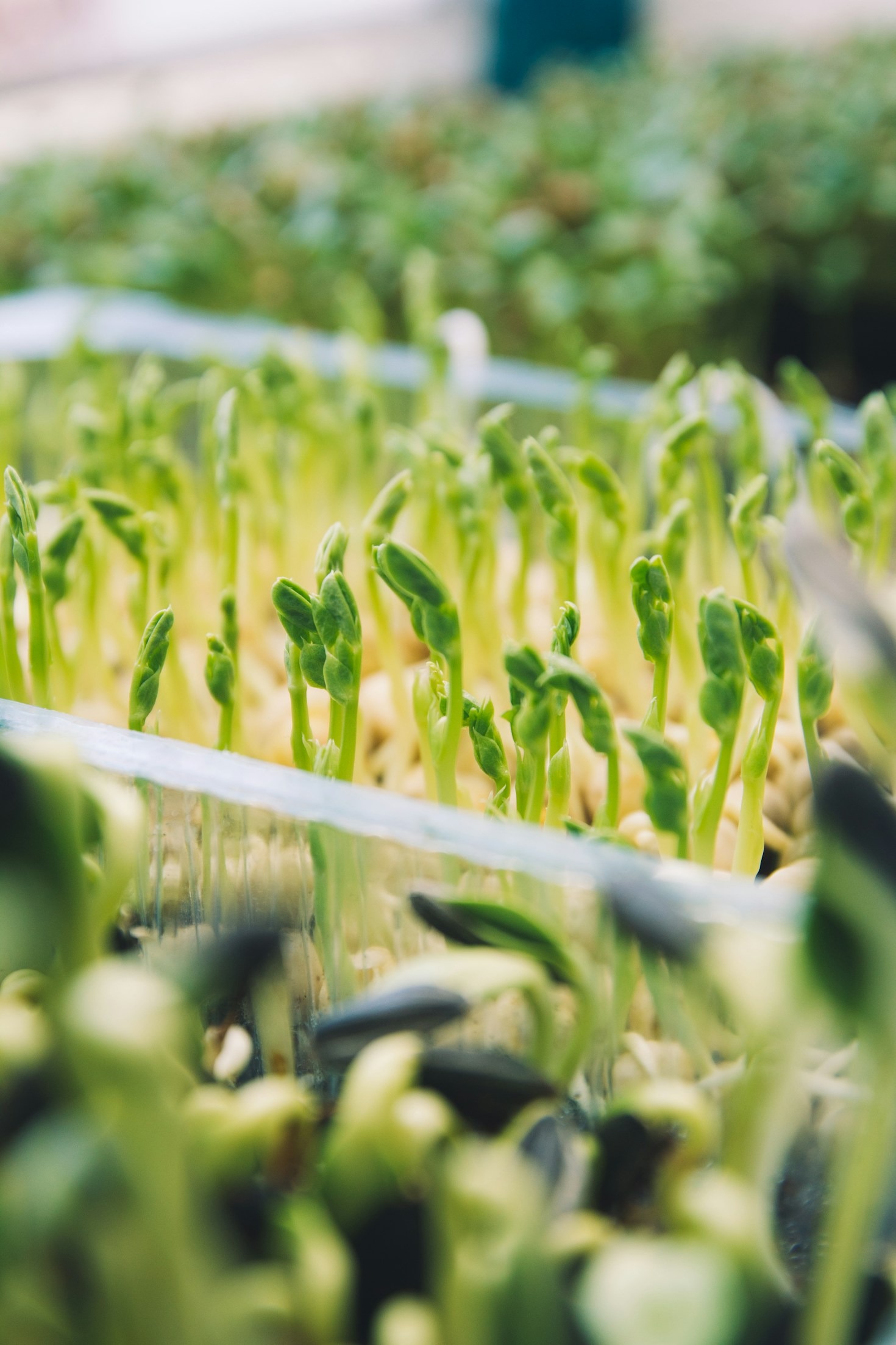 The Benefits of Micro-Greens in Your Diet